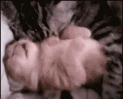 mother GIF