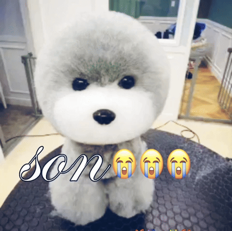 Dog GIF