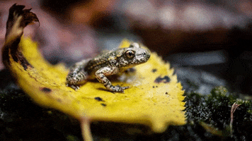 CREAF_ecologia GIF