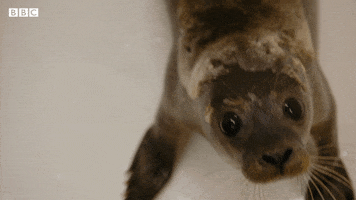 Bbc Two Pets GIF by BBC