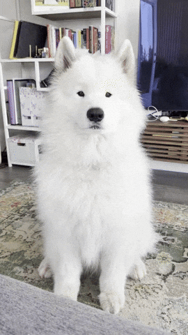 Howl Samoyed GIF