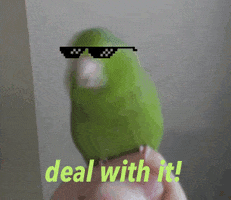 bird deal with it GIF
