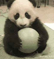 Cucciolo Di Panda Gifs Get The Best Gif On Giphy