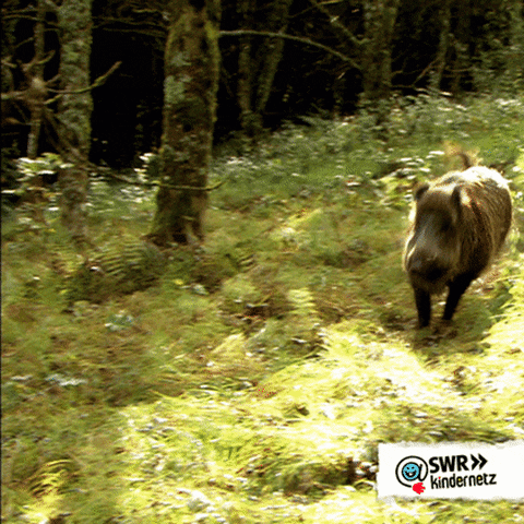 Tiere Bis Unters Dach Running GIF by SWR Kindernetz - Find & Share on GIPHY