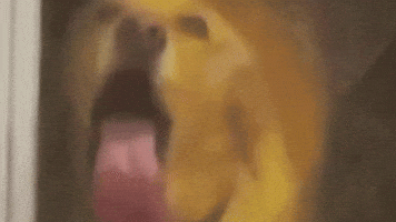 Dog Tongue GIF