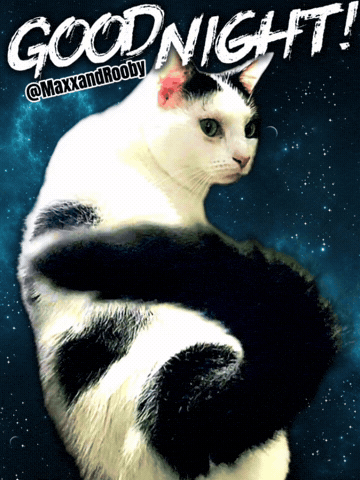Good Night Cat GIF