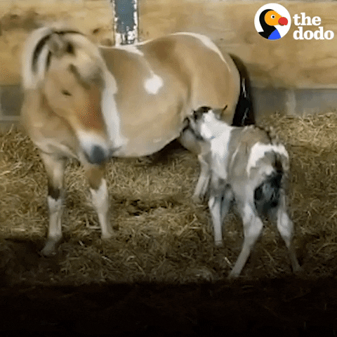 Farm Animals Horses GIF by The Dodo