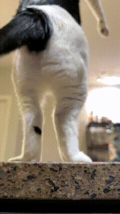 Finn Melon GIF