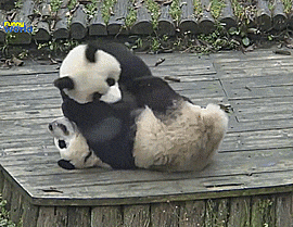 Panda GIF - Find & Share on GIPHY