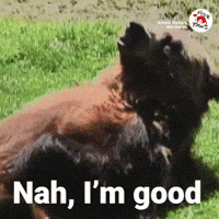 Im Good Not Me GIF by VIER PFOTEN