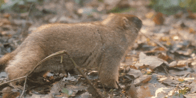 escape marmot GIF by Hépar France