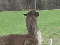 Sheep Deal With It GIF
