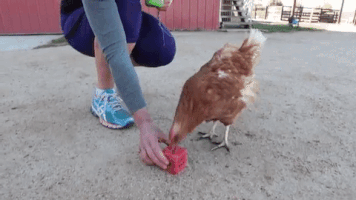 Magiajose chicken counting hen inteligence GIF