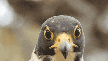 200.gif?cid=fc005b08bc0229c7f5891641075aad7a4399d46078af8446&rid=200.gif&ct=g