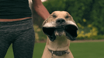 dogs mouths GIF