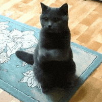 Shrek Cat Gifs Get The Best Gif On Giphy Shrek Cat Gifs Get The Best Gif On Giphy
