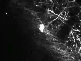  synapse GIF