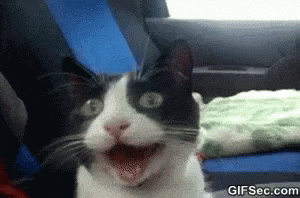 Cats Joy GIF