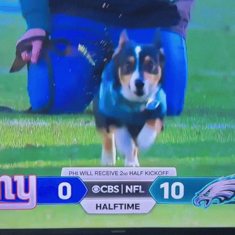 Corgi GIF