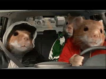 My Hamster GIFs - Find & Share on GIPHY