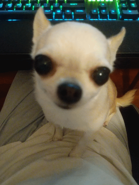Featured image of post Dancing Chihuahua Gif Make angry chihuahua happy chihuahua memes or upload your own images to make custom memes