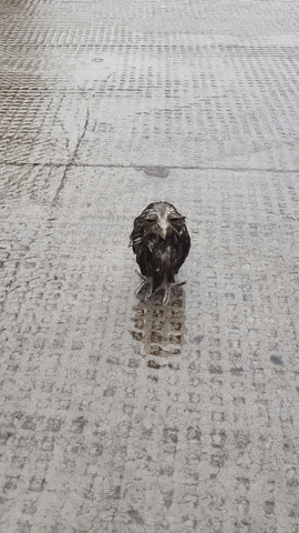 Owl Raining GIF