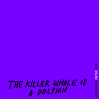 killer whale lol GIF by Learn Something Every Day