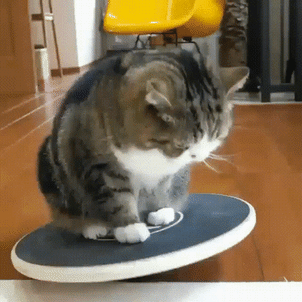 Balance De Brazos GIFs - Get the best GIF on GIPHY
