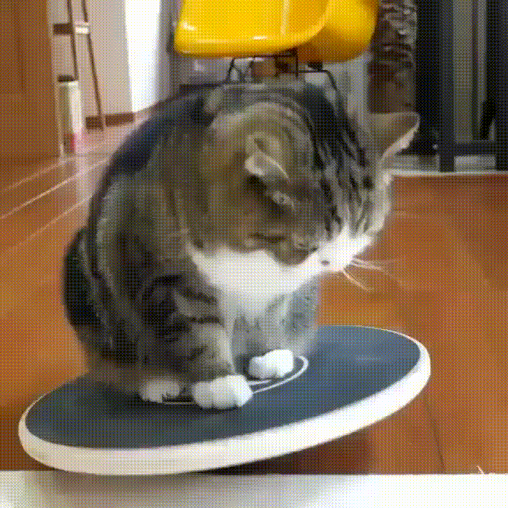 Cat wobbles on balance board