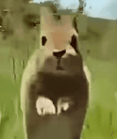 Bunny Rabbit GIF