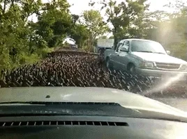 road animals being jerks GIF