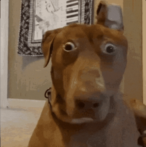 Shocked Dog GIF