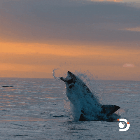 Jumping Great White Shark GIF by Shark Week