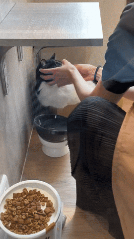 台北貓旅館 GIF by Choc Ye