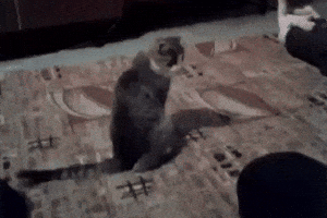 Cat GIF