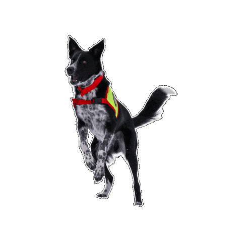 Rettungshund Sticker by Österreichische Rettungshundebrigade