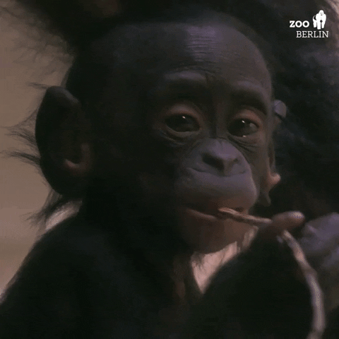 Baby Bonobo GIF by Zoo Berlin