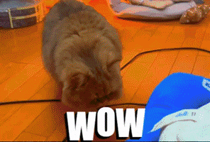 Cats Wow GIF