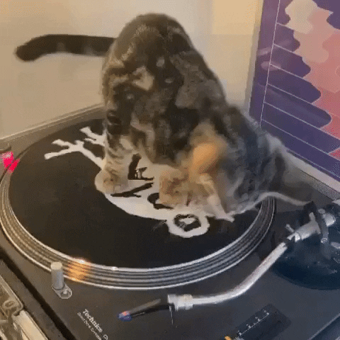 Kitten GIF