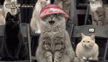 Show Me The Snack GIF