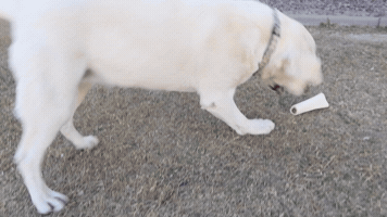 Dogs GIF