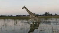 200w.gif?cid=790b76115cf9cc5875396a6667cf8e83&rid=200w.gif