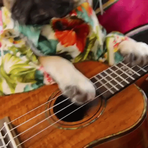 wendyvvazgmailcom despacito doug the pug despugcito pug GIF