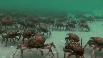 water crabs GIF