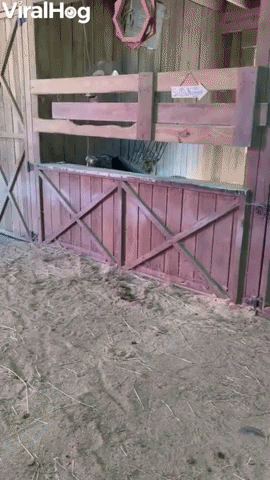 Mini Horse Turns On Fan To Make Herself More Comfortable GIF by ViralHog