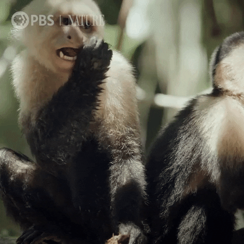 Capuchin Monkeys 🙈🙉🙊
