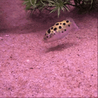 GIF