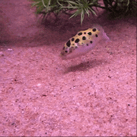 Fish Laser GIF