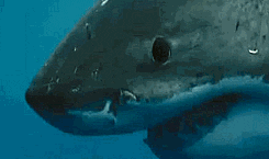 Shark GIF - Find & Share on GIPHY
