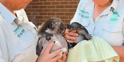 Taronga Zoo GIF